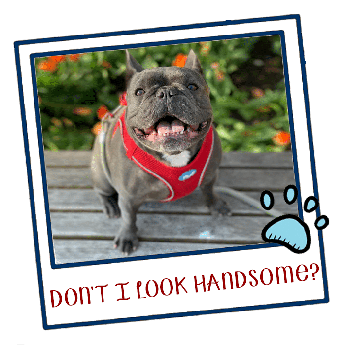 Handsome final photo
